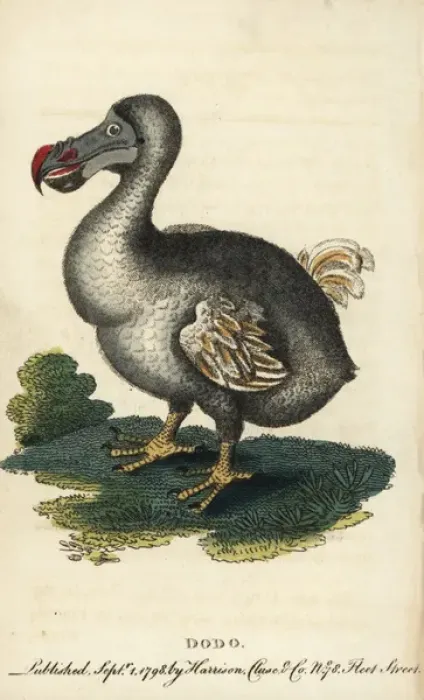 Gerahmter Druck : Raphus cucullatus Dodo Gerahmter Druck : Raphus cucullatus Dodo