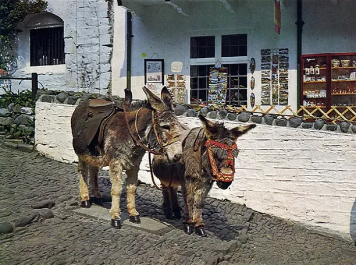 Gerahmter Druck : Esel in Clovelly, Devon Gerahmter Druck : Esel in Clovelly, Devon
