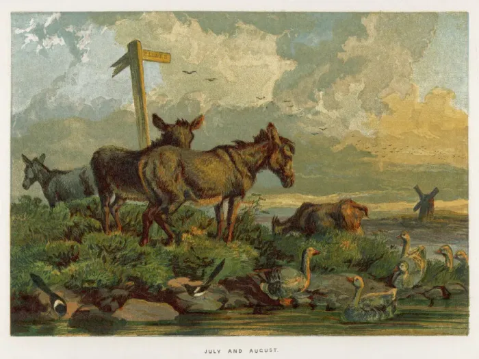 Gerahmter Druck : Esel / Wiese 1862 Gerahmter Druck : Esel / Wiese 1862