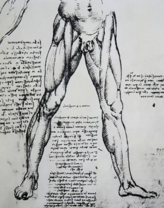 Gerahmter Druck : Die Anatomie nachzeichnen von Leonardo da Vinci (1452-1519). Der Muskeln