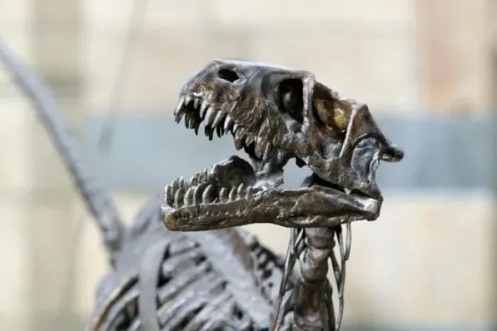Gerahmter Druck : Dromaeaursaurus albertainsis Gerahmter Druck : Dromaeaursaurus albertainsis