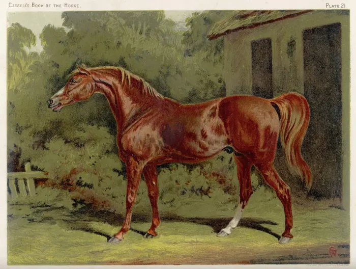 Gerahmter Druck : ECLIPSE. Großgroßsohn von Darley Arabian, gelaufen 1769 - 1770 bei 18 Rennen alle gewonnen Gerahmter Druck : ECLIPSE. Großgroßsohn von Darley Arabian, gelaufen 1769 - 1770 bei 18 Rennen alle gewonnen