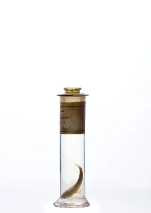 Gerahmter Druck : Rockkod Eleginops maclovinus Gerahmter Druck : Rockkod Eleginops maclovinus