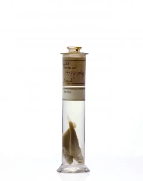 Gerahmter Druck : Rockcod (Eleginops maclovinus) Gerahmter Druck : Rockcod (Eleginops maclovinus)