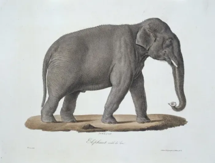Gerahmter Druck : Riesenelefant Asien Gerahmter Druck : Riesenelefant Asien
