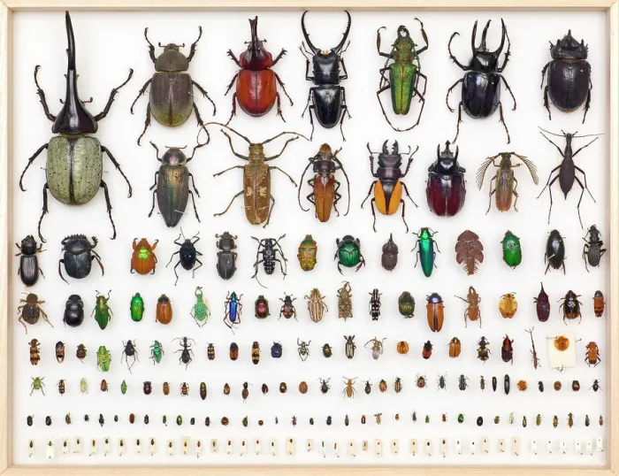 Gerahmter Druck : Insektenkunde Proben