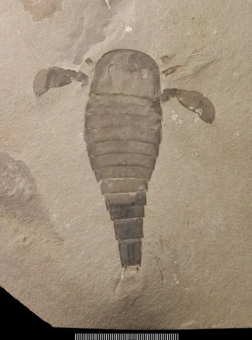Gerahmter Druck : Eurypterus, ein fossiler Eurypteris Gerahmter Druck : Eurypterus, ein fossiler Eurypteris