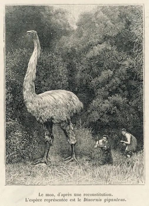 Gerahmter Druck : Ausgestorben / Dinornis / Moa