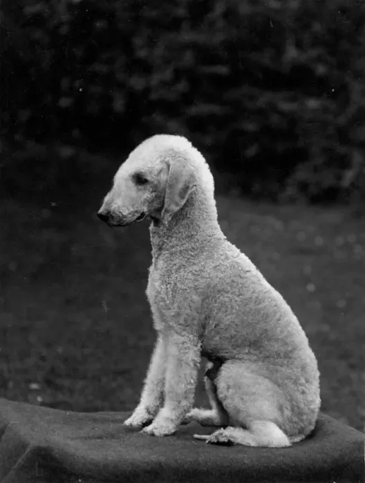 Gerahmter Druck : Fall, Bedlington, 1937 Gerahmter Druck : Fall, Bedlington, 1937