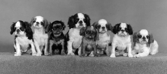 Gerahmter Druck : Fall, K.C.-Spaniel, 1977 Gerahmter Druck : Fall, K.C.-Spaniel, 1977