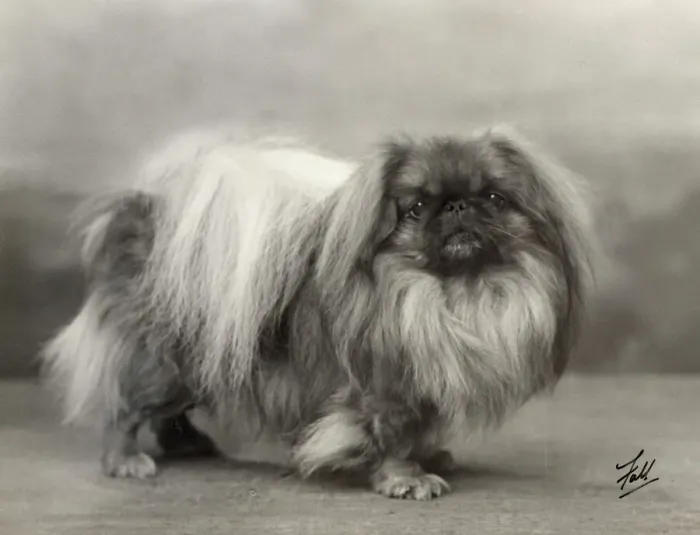 Gerahmter Druck : Pekingeser, Fall, 1932 Gerahmter Druck : Pekingeser, Fall, 1932