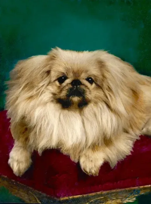 Gerahmter Druck : Pekingeser, Tulching Gerahmter Druck : Pekingeser, Tulching
