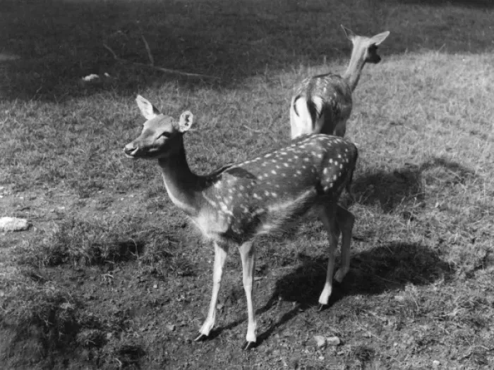 Gerahmter Druck : Rothirsche Hirsch Gerahmter Druck : Rothirsche Hirsch
