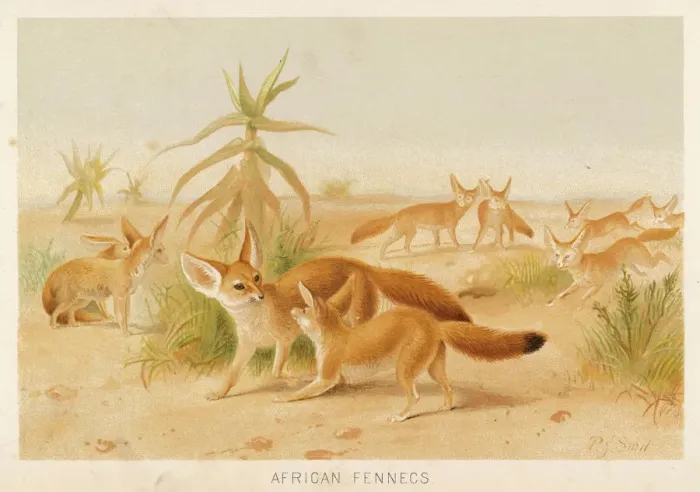 Gerahmter Druck : FENNEC. Kaninchen Zerda - ein Vögelkäfer aus Afrika mit sehr langen Ohren;