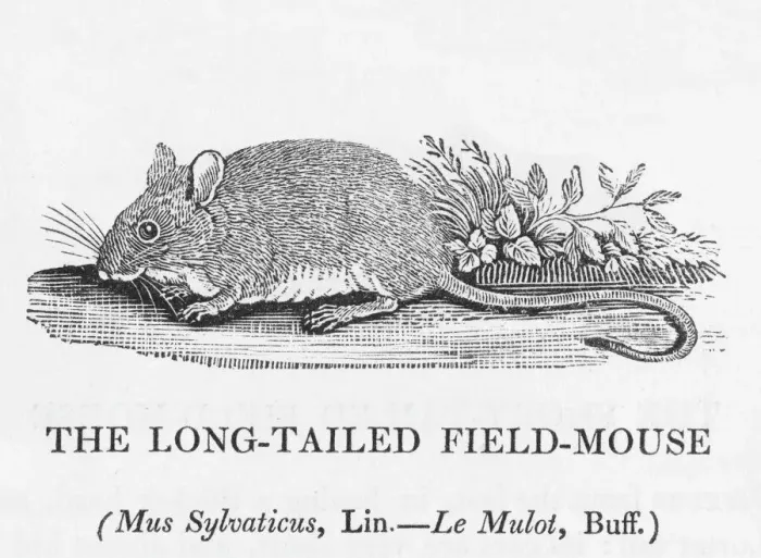 Gerahmter Druck : Feldmaus (Bewick) Gerahmter Druck : Feldmaus (Bewick)