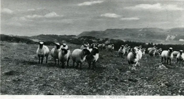 Gerahmter Druck : Schafgarde, Schurzbock, Shetlandschafe Gerahmter Druck : Schafgarde, Schurzbock, Shetlandschafe