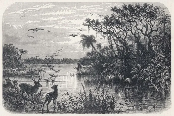 Gerahmter Druck : Flora der Florida Gerahmter Druck : Flora der Florida