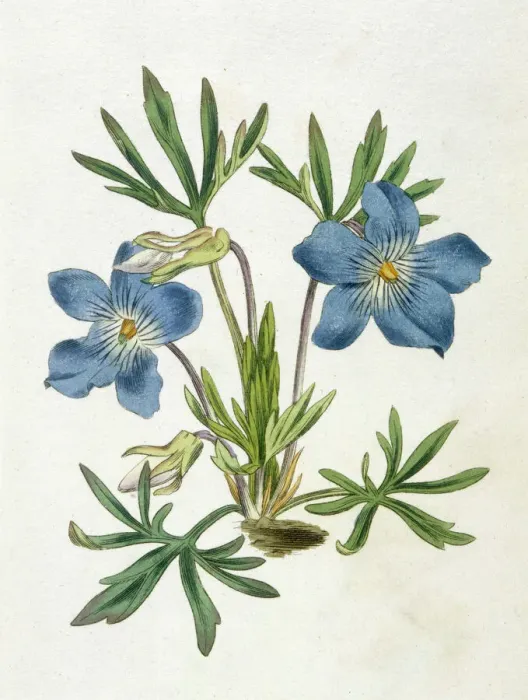 Gerahmter Druck : Pflanzen / Viola pedata Gerahmter Druck : Pflanzen / Viola pedata