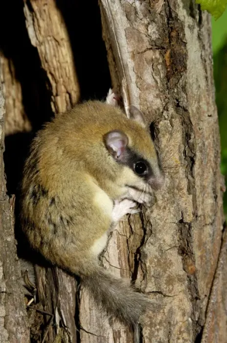 Gerahmter Druck : Forest dormouse Gerahmter Druck : Forest dormouse