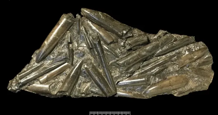 Gerahmter Druck : Fossile Belemnitiden