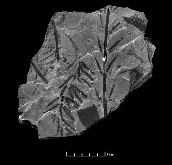 Gerahmter Druck : Knochenäste von Calamites Gerahmter Druck : Knochenäste von Calamites