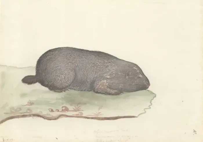 Gerahmter Druck : Fossa Capensium Gerahmter Druck : Fossa Capensium
