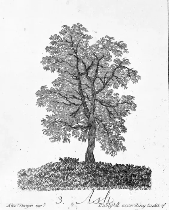 Gerahmter Druck : Eiche (Fraxinus excelsior) Gerahmter Druck : Eiche (Fraxinus excelsior)