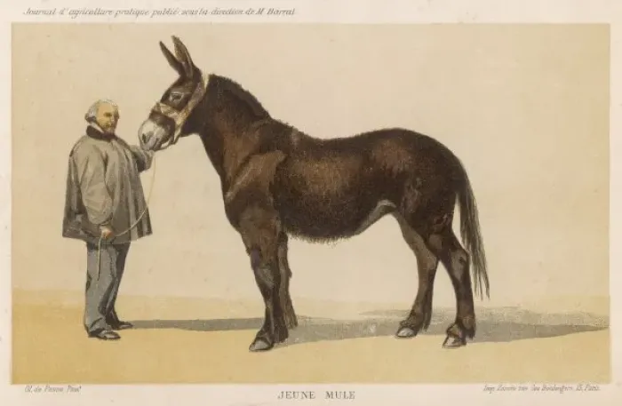 Gerahmter Druck : Franzesischer Ermel 1865 Gerahmter Druck : Franzesischer Ermel 1865