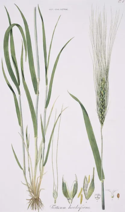 Gerahmter Druck : Weizen (Einkorn) Gerahmter Druck : Weizen (Einkorn)