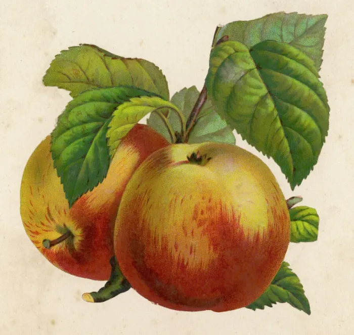 Gerahmter Druck : Obst / Äpfel / Ananase Gerahmter Druck : Obst / Äpfel / Ananase