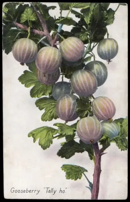 Gerahmter Druck : Obst / Eibenbeere Gerahmter Druck : Obst / Eibenbeere