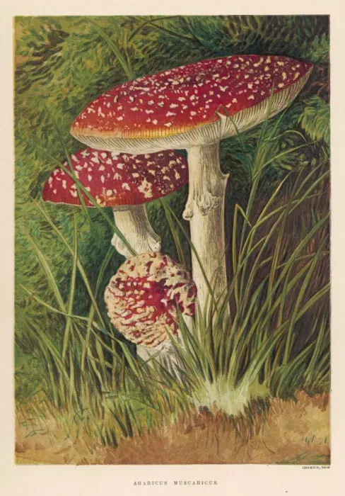 Gerahmter Druck : Agaricus muschroom Gerahmter Druck : Agaricus muschroom