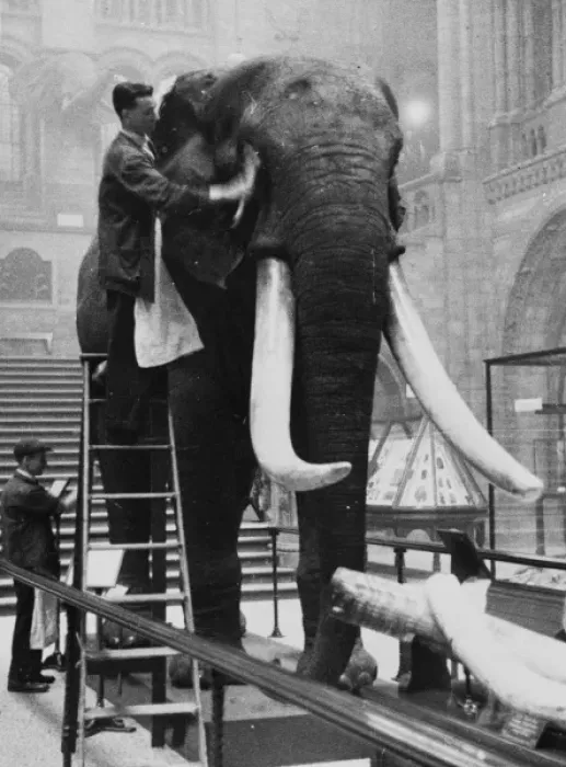 Gerahmter Druck : Georg der Elefant, 1935 Gerahmter Druck : Georg der Elefant, 1935