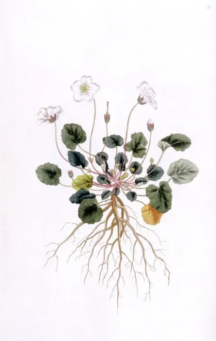 Gerahmter Druck : Reichardt's Geranium Gerahmter Druck : Reichardt's Geranium