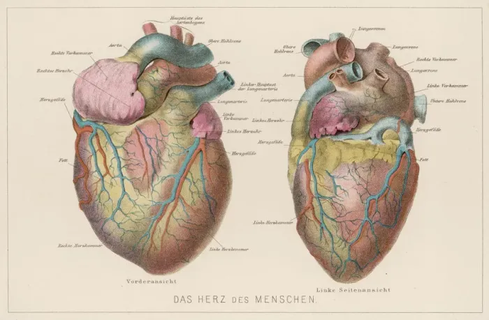 Gerahmter Druck : Deutsches Herz Gerahmter Druck : Deutsches Herz