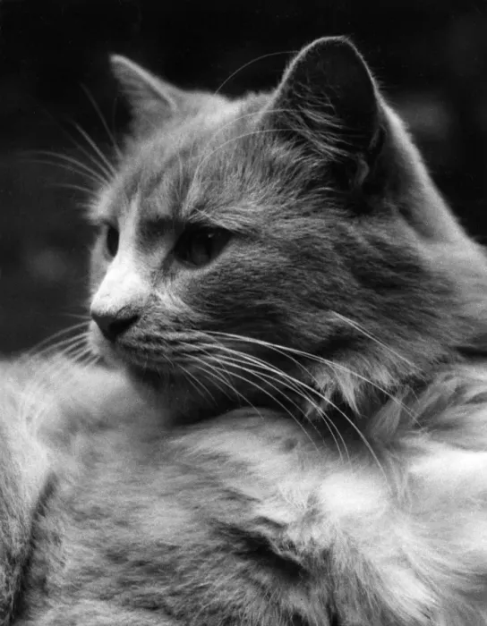Gerahmter Druck : Zimt Katze Gerahmter Druck : Zimt Katze