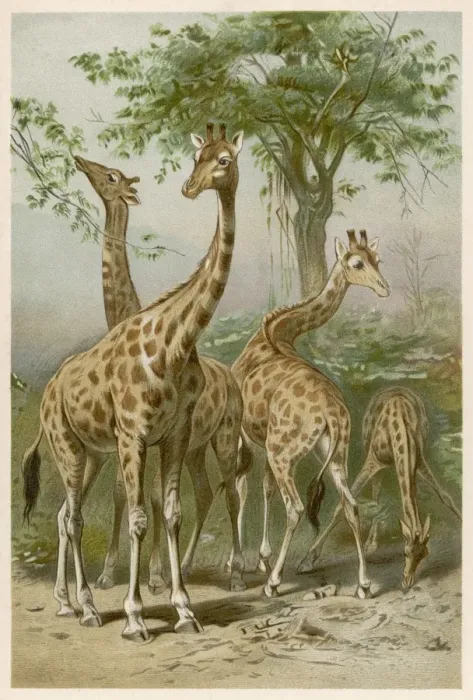 Gerahmter Druck : GIRAFFES. Vier Giraffen Gerahmter Druck : GIRAFFES. Vier Giraffen