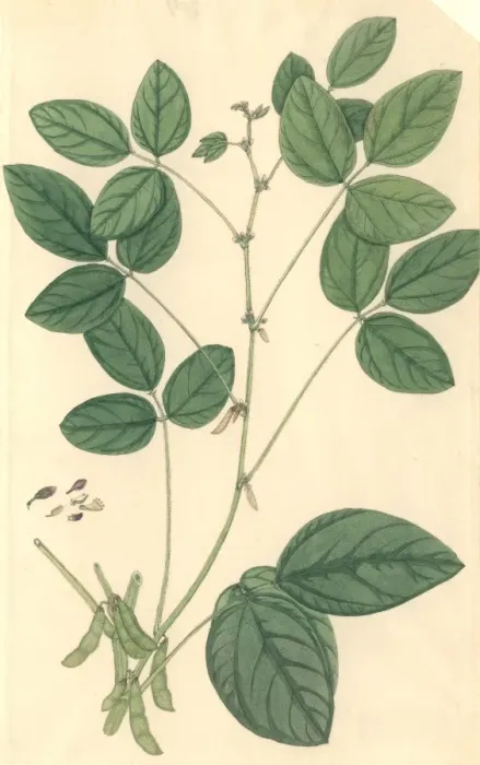 Gerahmter Druck : Soja Glycinum Gerahmter Druck : Soja Glycinum