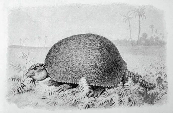 Gerahmter Druck : Glyptodonasper Gerahmter Druck : Glyptodonasper