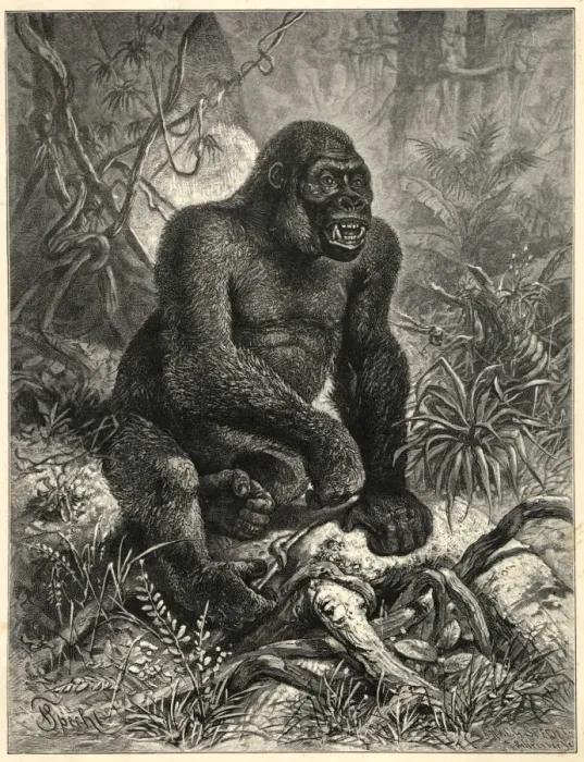 Gerahmter Druck : Der Gorilla Gerahmter Druck : Der Gorilla