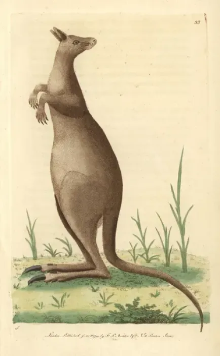 Gerahmter Druck : Großer Känguru oder östlicher Graukänguru, Macropus giganteus Gerahmter Druck : Großer Känguru oder östlicher Graukänguru, Macropus giganteus