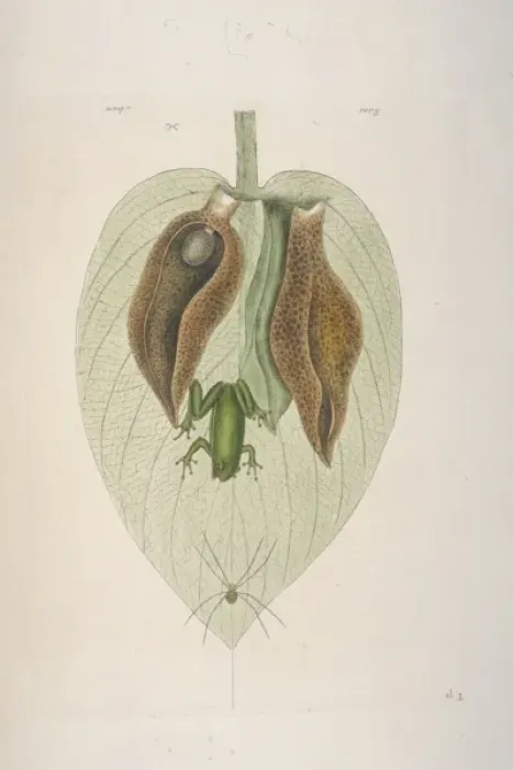 Gerahmter Druck : Grüner Frosch Gerahmter Druck : Grüner Frosch