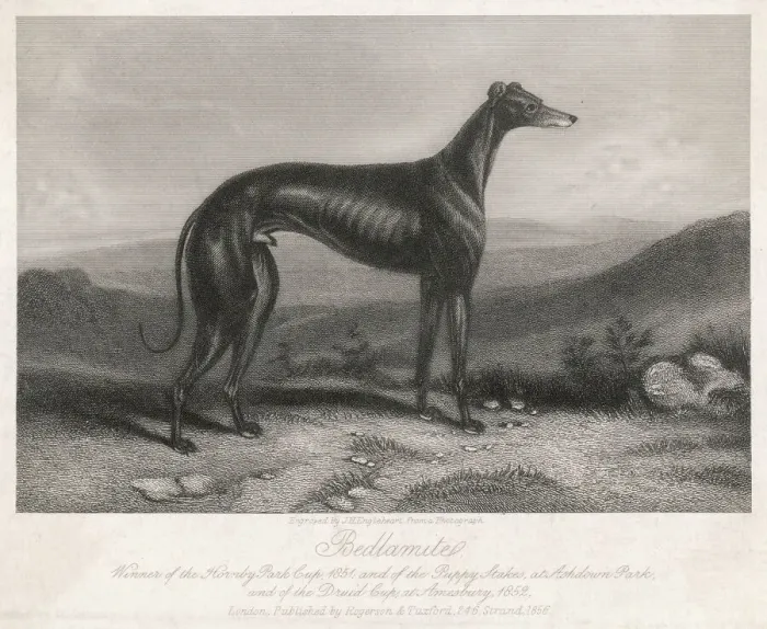 Gerahmter Druck : Grauhund Zerwürfel Gerahmter Druck : Grauhund Zerwürfel