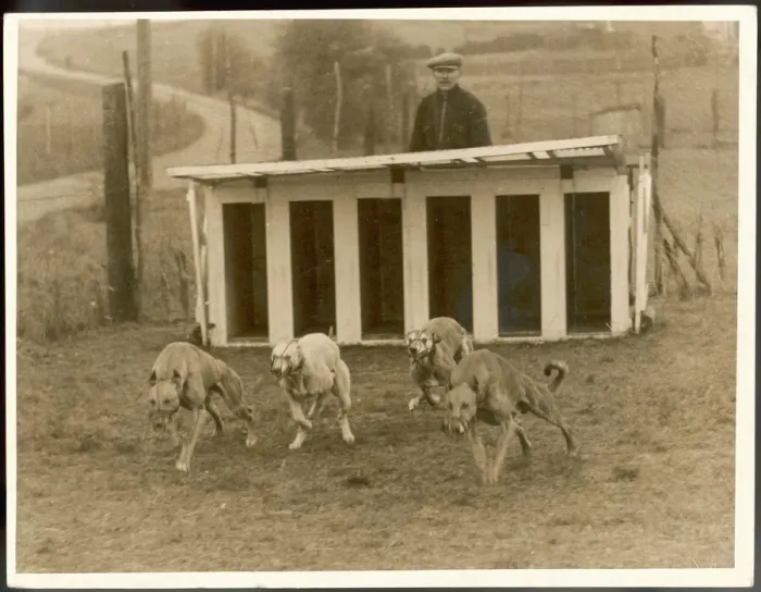 Gerahmter Druck : Hundetraining auf Greyhounds Gerahmter Druck : Hundetraining auf Greyhounds
