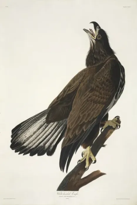 Gerahmter Druck : Bald Eagle (Haliaeetus leucocephalus) Gerahmter Druck : Bald Eagle (Haliaeetus leucocephalus)