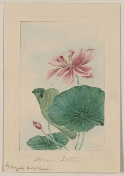 Gerahmter Druck : Lotusblume Gerahmter Druck : Lotusblume