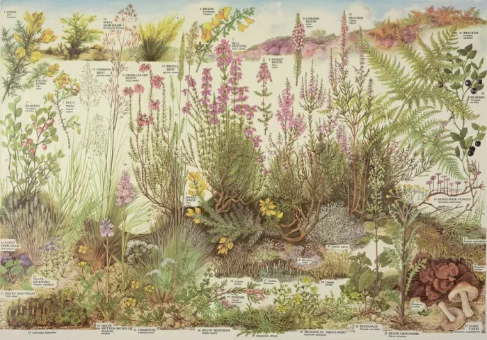 Gerahmter Druck : Heathland. Erstes Heidebild mit Kapiteln von Barbara Nicholson Gerahmter Druck : Heathland. Erstes Heidebild mit Kapiteln von Barbara Nicholson