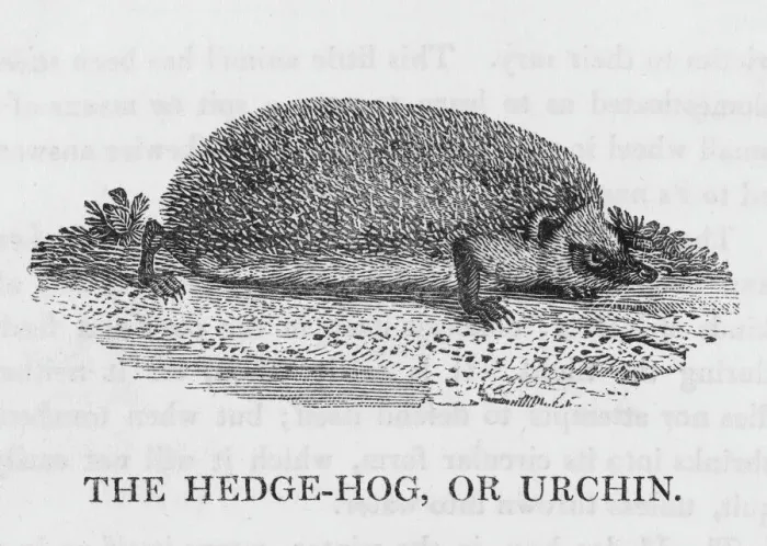 Gerahmter Druck : Eichhörnchen (Bewick) Gerahmter Druck : Eichhörnchen (Bewick)