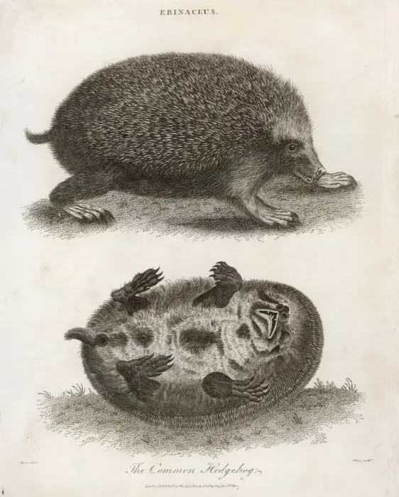 Gerahmter Druck : Echse / Einfacher Eidechsenfrosch 1803