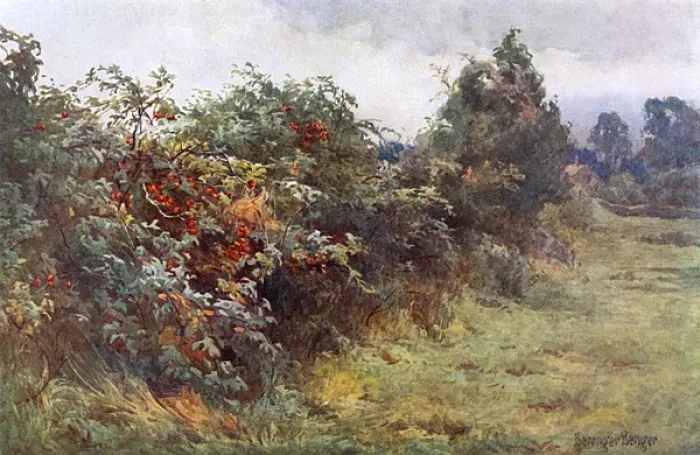 Gerahmter Druck : Heide mit Beeren Gerahmter Druck : Heide mit Beeren